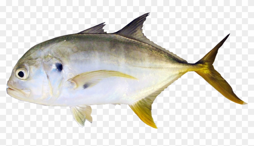 Crevalle Jack - Crevalle Jack #810823