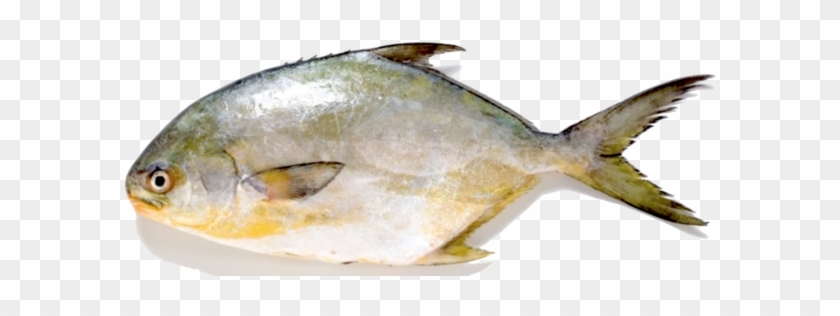 Golden Pompano Fish - Fish That Taste Like Crab #810835
