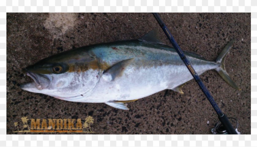 Tailwalk Manbika - Albacore Fish #810884