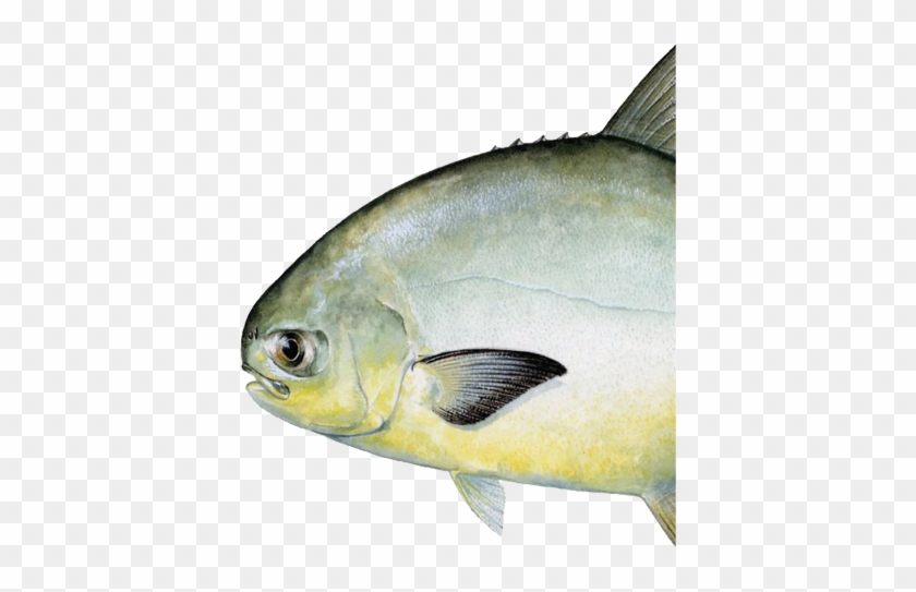 Pompano Are Notorious For Turning On And Off For Reasons - Pompano Fish #810890