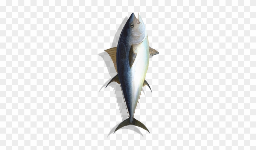 Fish #810909