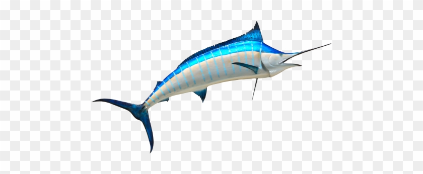 Fish Png Transparent Image - Fish Png #810911