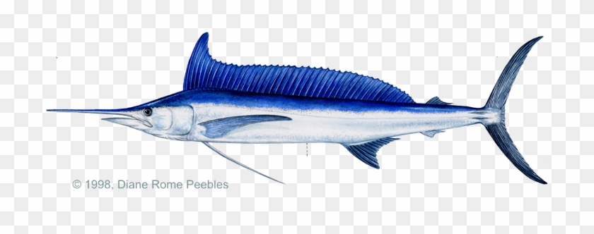 Spearfish, Atlantic - Fish #810913