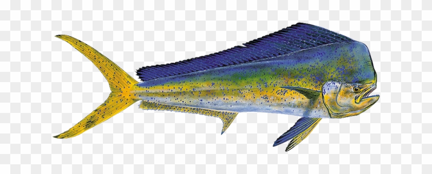 Bull Dolphin #810918