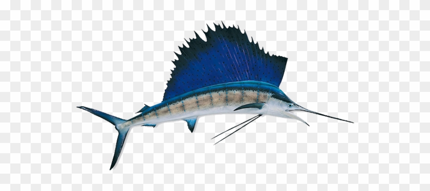 Difference Between Sailfish And Swordfish #810923