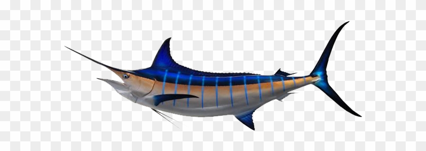 Marlin Fish - Atlantic Blue Marlin #810931