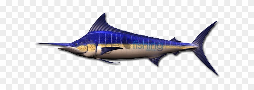 Blue Marlin - Atlantic Blue Marlin #810934