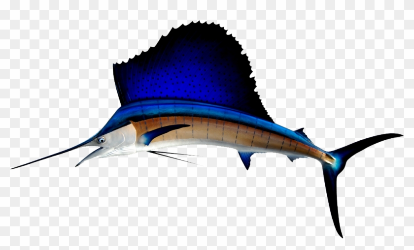 Indo-pacific Sailfish Atlantic Sailfish Fishing Swordfish - Indo-pacific Sailfish Atlantic Sailfish Fishing Swordfish #810967