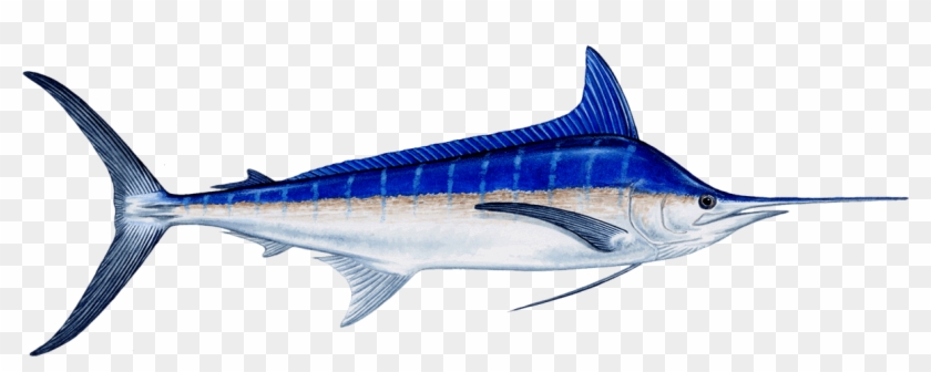 A Short But Elongate Dorsal Fin, And A Thin Caudal - Blue Marlin Fish #810970
