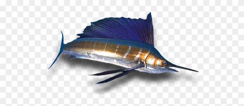 Billfish Feeding On Bait - Atlantic Blue Marlin #810985