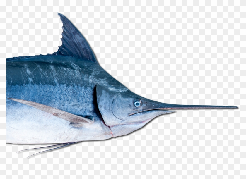 Swordfish Marlin Oily Fish Barracuda - Swordfish Marlin Oily Fish Barracuda #811009