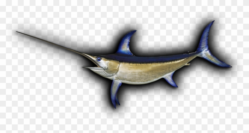 Swordfish Fish Mount - Sword Fish Head Png #811033