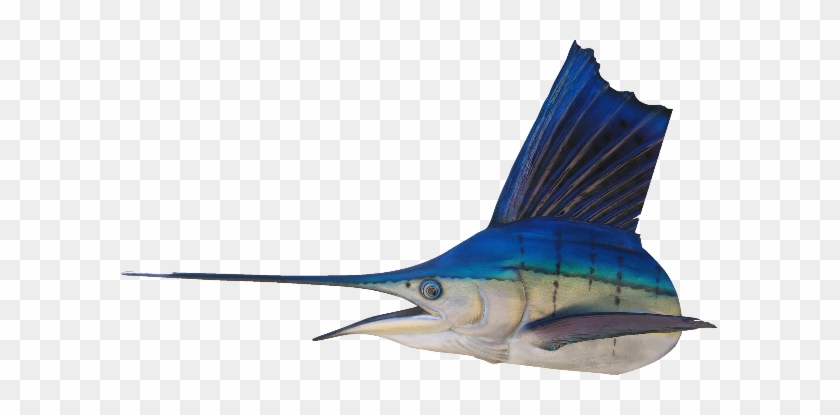 Each Fish Mold Is Originally Created From An Actual - Atlantic Blue Marlin #811034