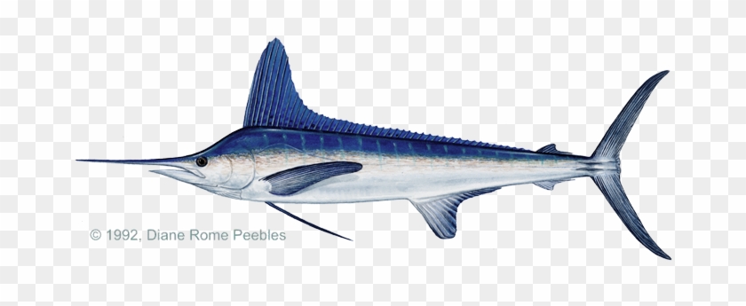 Marlin, White - Como Se Reproduce El Pez Espada #811043