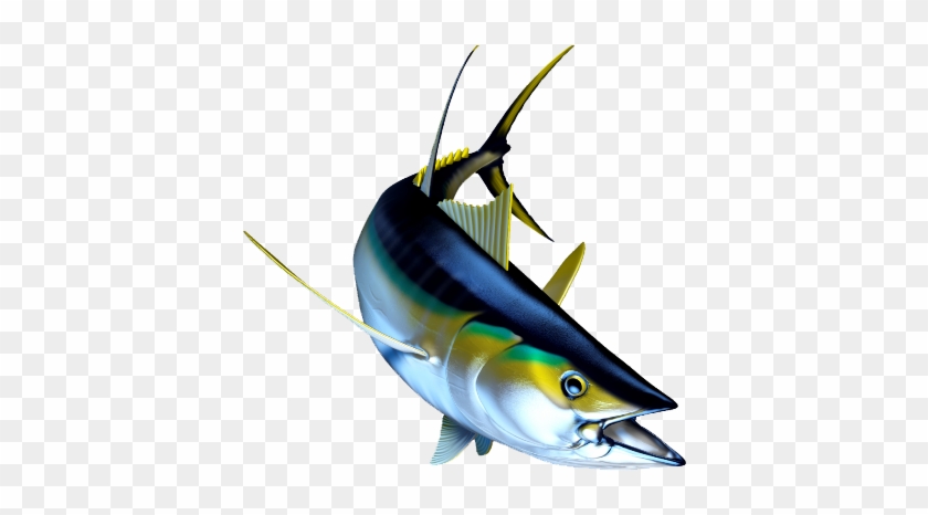 Numerous Health Benefits Of Tuna - Atlantic Blue Marlin #811072