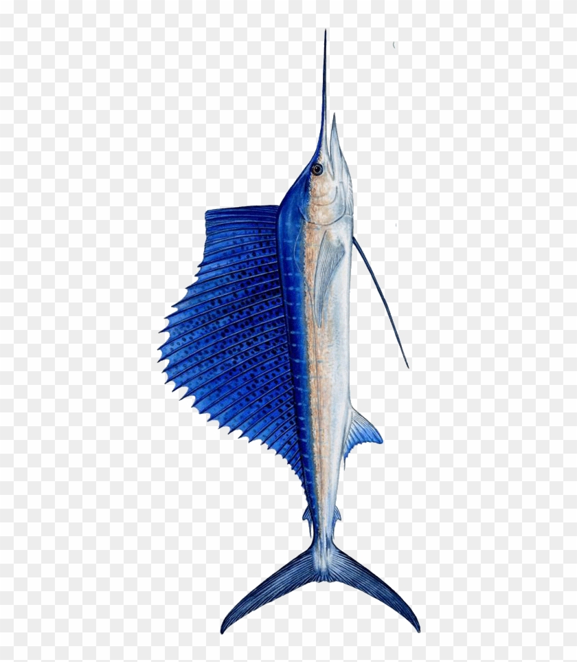 Rex Down Fish Merchants Has Been Established Since - Atlantic Blue Marlin #811108