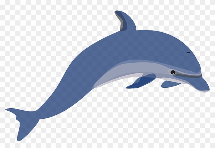 Golfinho Em Png - Dolphin Clipart #811211
