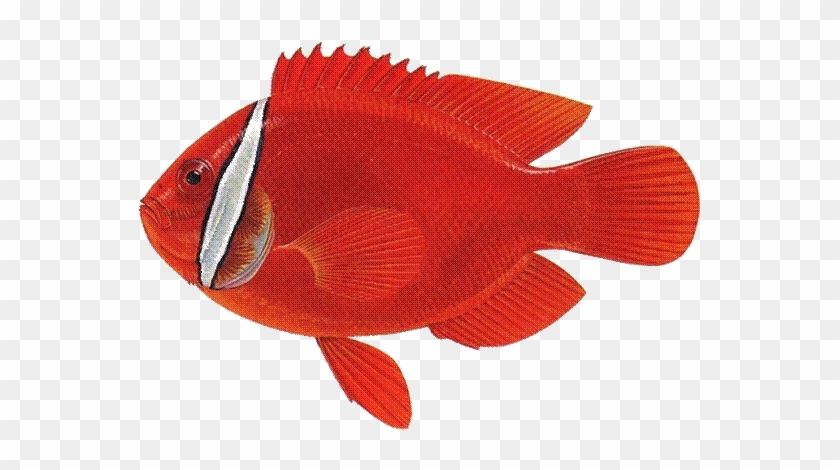 白条双锯鱼简介 白条双锯鱼（amphiprion Frenatus ） - Garibaldi (fish) #811471