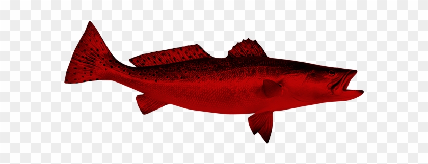 Draught - Redfish #811563