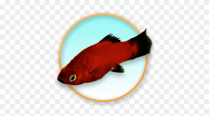 Red Wag Platy - Goldfish #811595