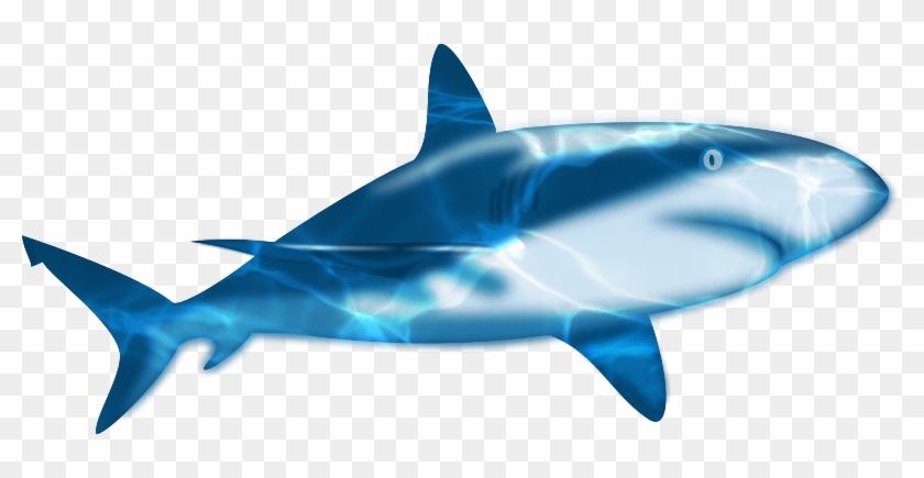 Blue Sea Shark Material Free To Pull - Blue Sea Shark Material Free To Pull #811667