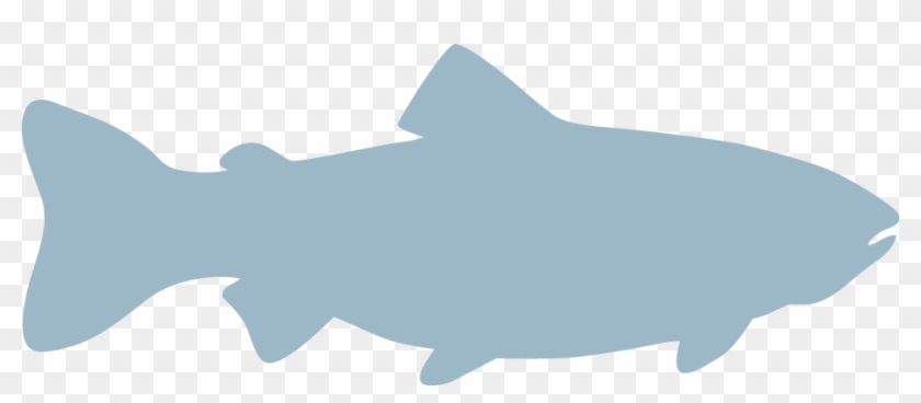 Trout Fish Outline Download - Outline Of A Trout #811897