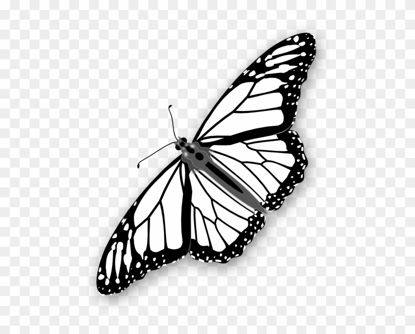 Clipart Info - Monarch Butterfly Outline Png #813167