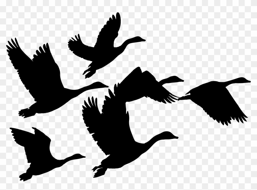 Canada Goose Duck Bird Flock - Geese Flying Clip Art #813351