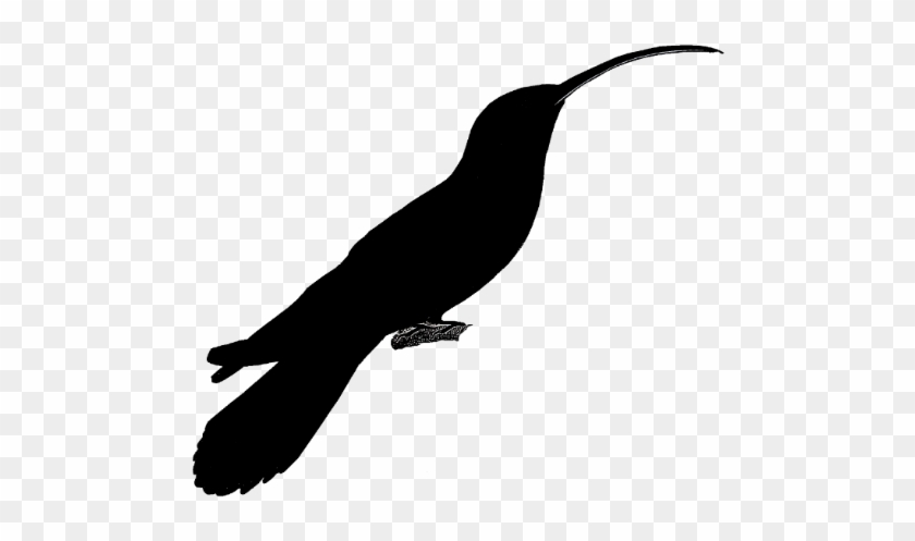 Hummingbird #813415