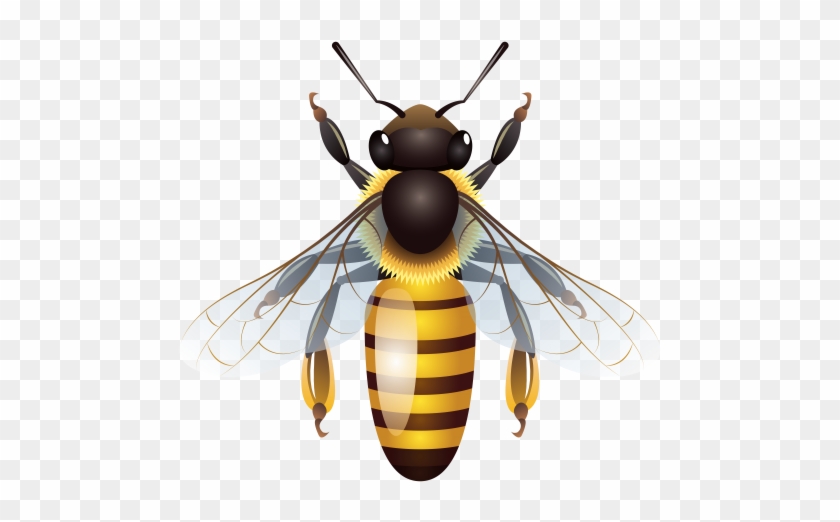 Bee Png Clip Art - 일러스트 곤충 #813645