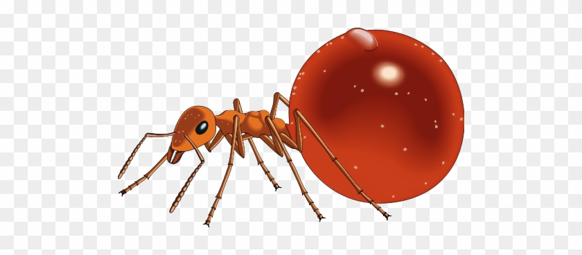 Ant Free To Use Clip Art - Honey Pot Ant Clip Art #813652