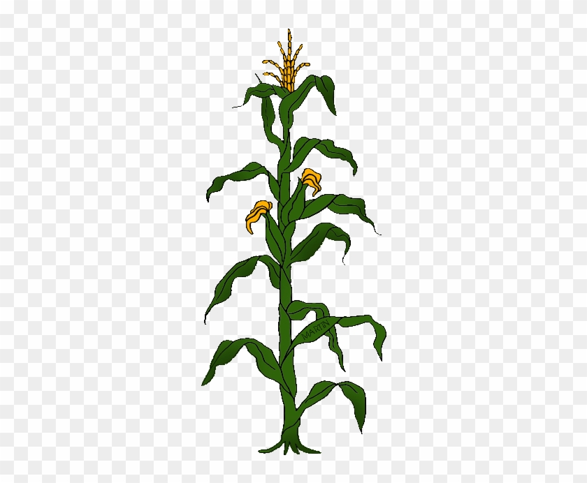 State Grain Of Wisconsin - Clip Art Corn Plant #813716
