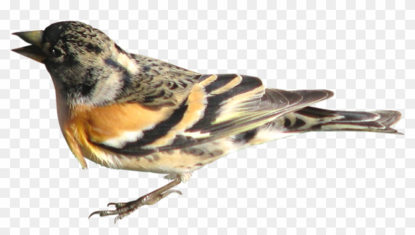 Bird Brambling Domestic Pigeon Finch Sparrow - Bird Brambling Domestic Pigeon Finch Sparrow #813993