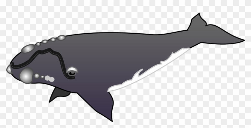Right Whale Clip Art #814039
