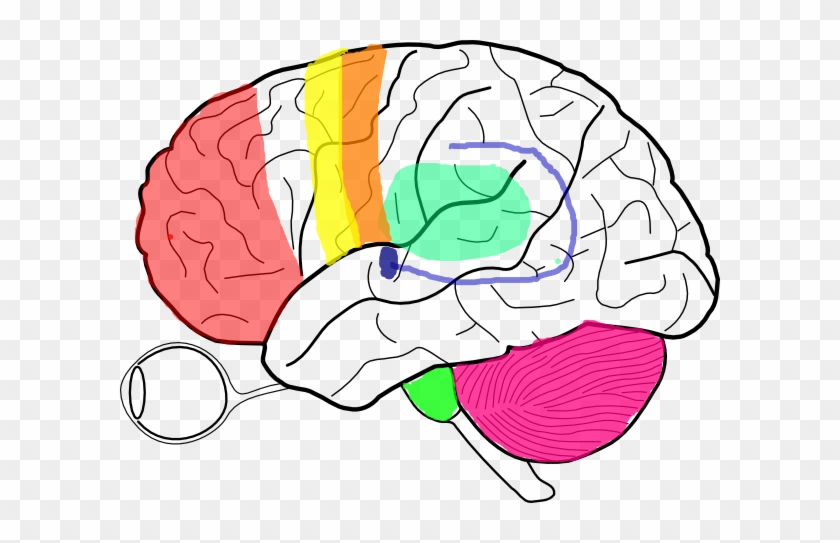 Brain Clip Art - Blank Brain Diagram #814300