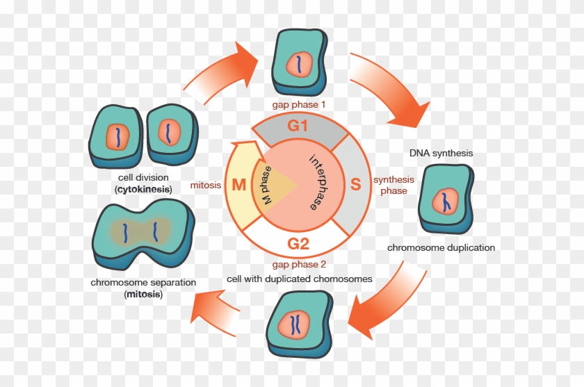 28 Collection Of G1 Phase Drawing - Cell In G1 Phase #814786