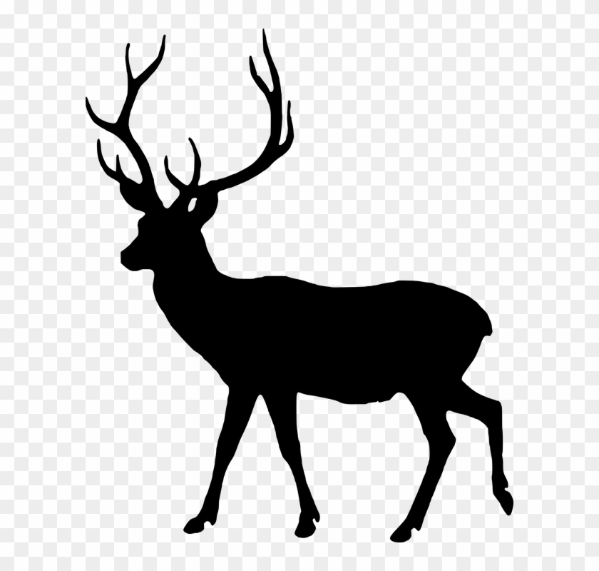 Silhouette, Fallow Deer, Dama Dama, Male, Wild, Animal - Graph The Lesson Of The Kaibab #149766