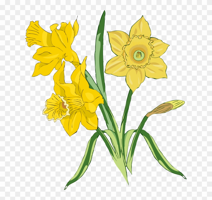 Web Design Daffodils, Clip Art And Craft - Tulips And Daffodils Clipart #151997