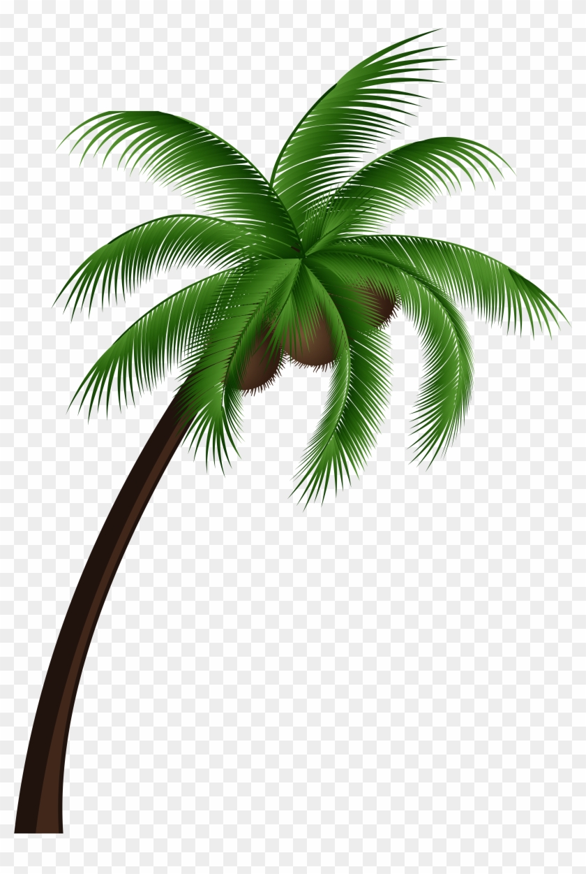 Coconut Palm Tree Png Clip Art - Coconut Tree With Coconut Png #152732