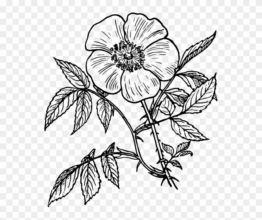 Flower Line Drawing Flowers Line Drawing Free Download - Day Of The Dead Flower Drawings #153323