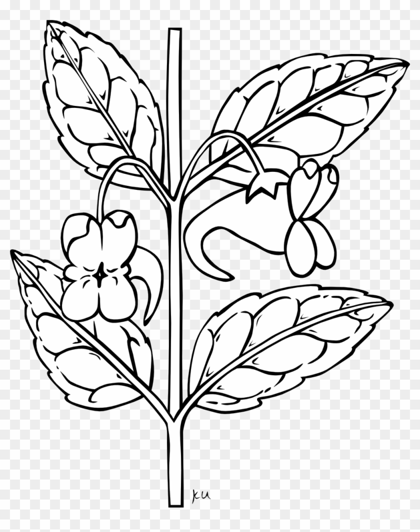Net Clip Art Gerald G Ku Impatiens Aurella 2 Svg - Outline Of A Flower #153359