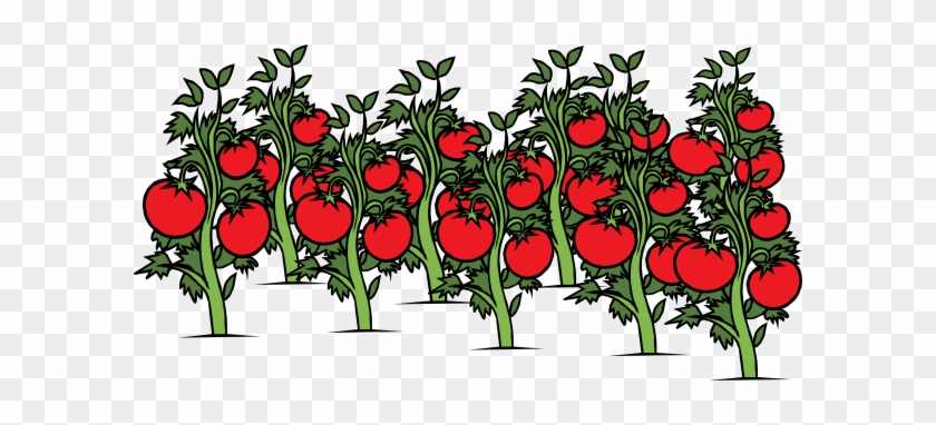 Tomato Patch Clip Art - Tomato Plant Clip Art #153370