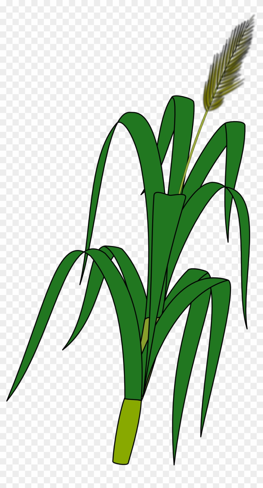 Wheat Plant To Draw #153381