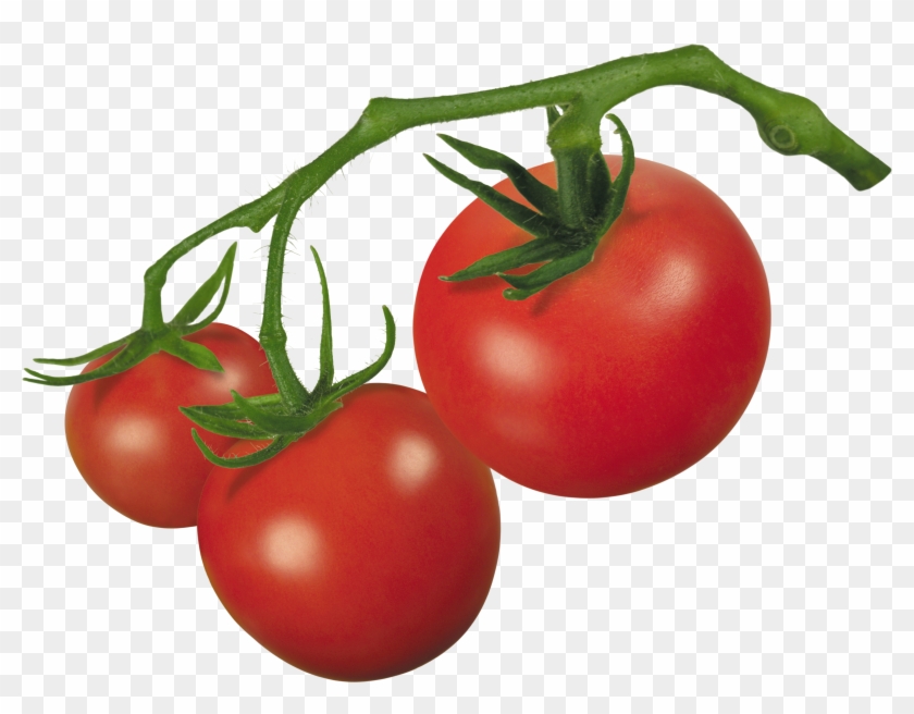 Clipart Of Tomato - Tomato On Vine Clipart #153559