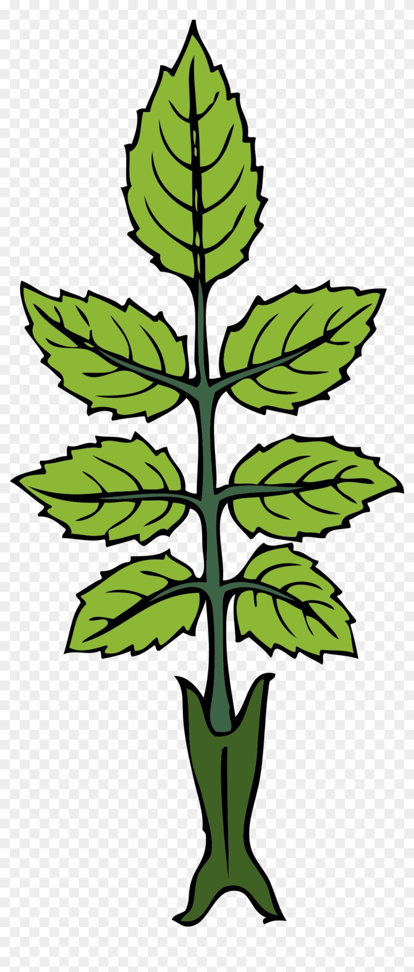 Free Vector Mint Branch Clip Art - Draw A Mint Plant #153964