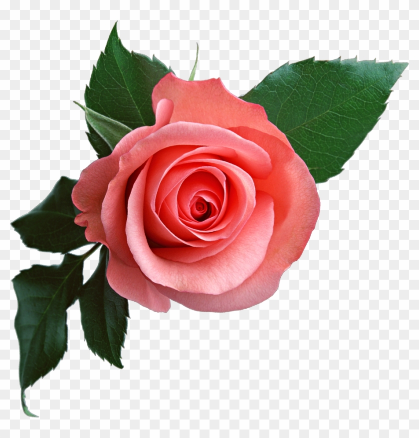 Rose Png637 - Rose Flower Png #154999
