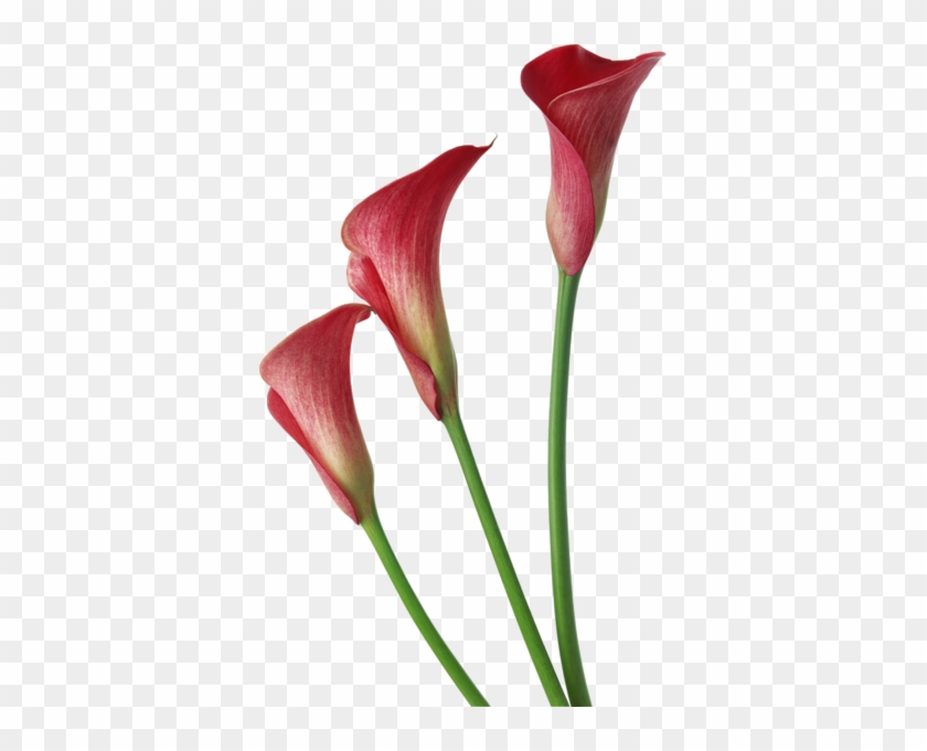 Red Transparent Calla Lilies Flowers Clipart - Calla Lily Flower Png #155071