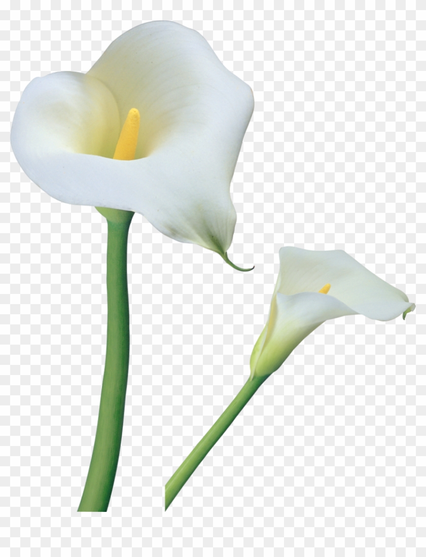 Transparent Calla Lilies Flowers Png Clipart - Calla Lily Transparent Background #155102