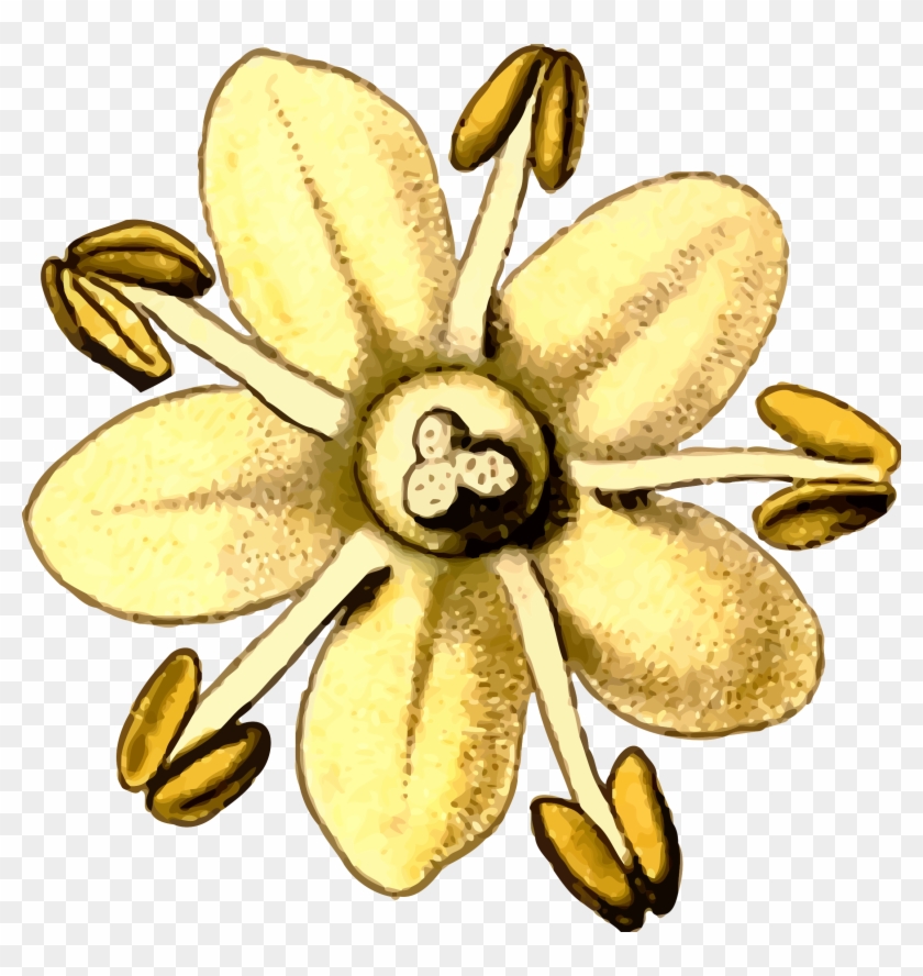 Clip Art Details - Elderflower Clipart #155451