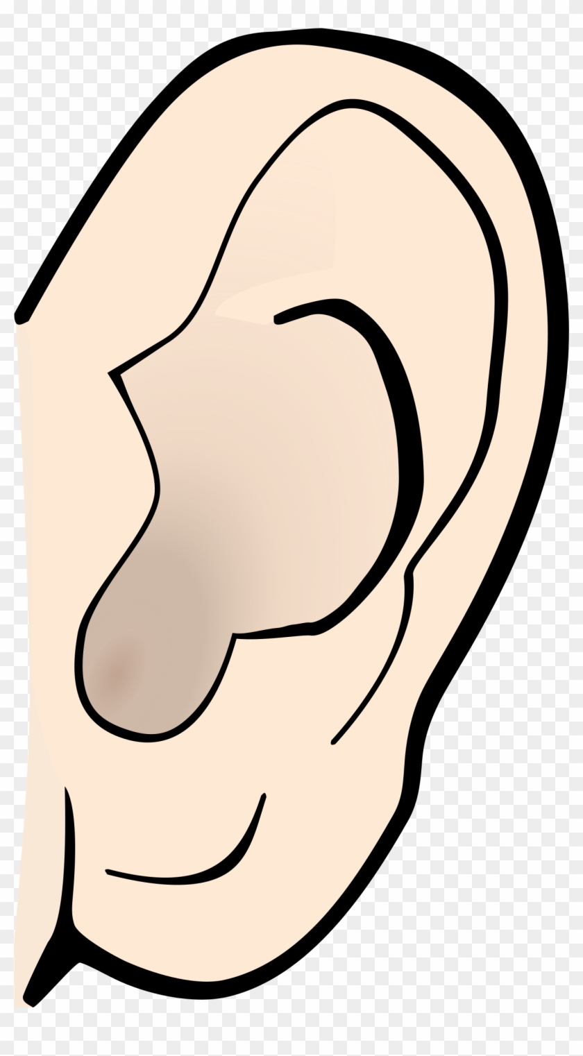 Sense Organs Ear Clipart - Ear Clipart #155633